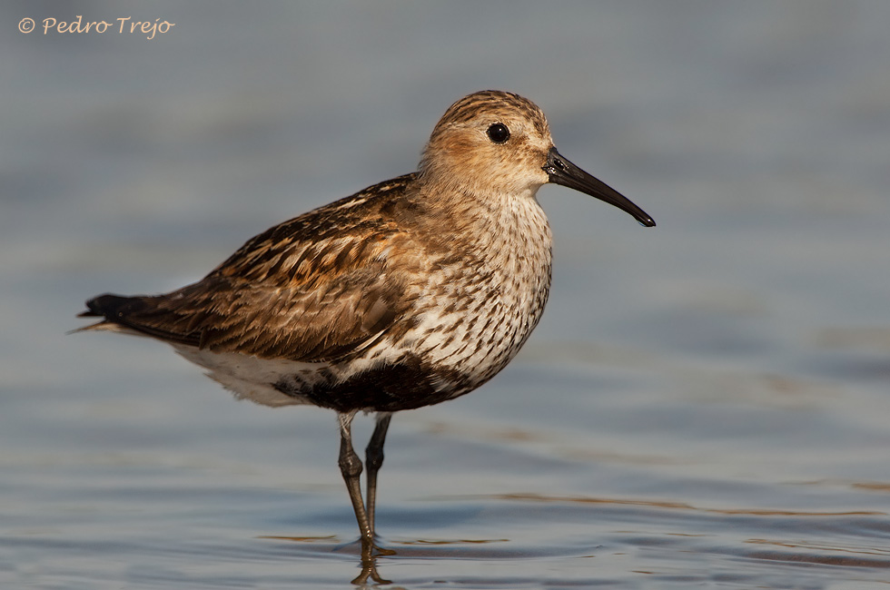 Correlimos común ( Calidris alpina )